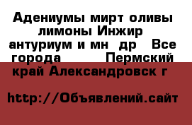 Адениумы,мирт,оливы,лимоны,Инжир, антуриум и мн .др - Все города  »    . Пермский край,Александровск г.